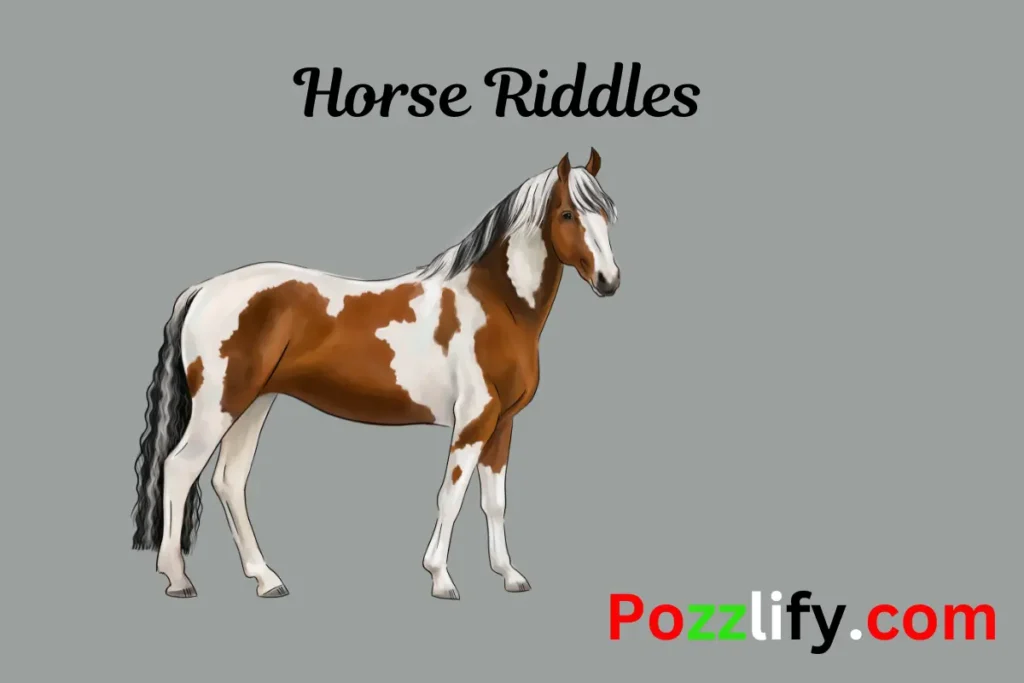 Horse Riddles