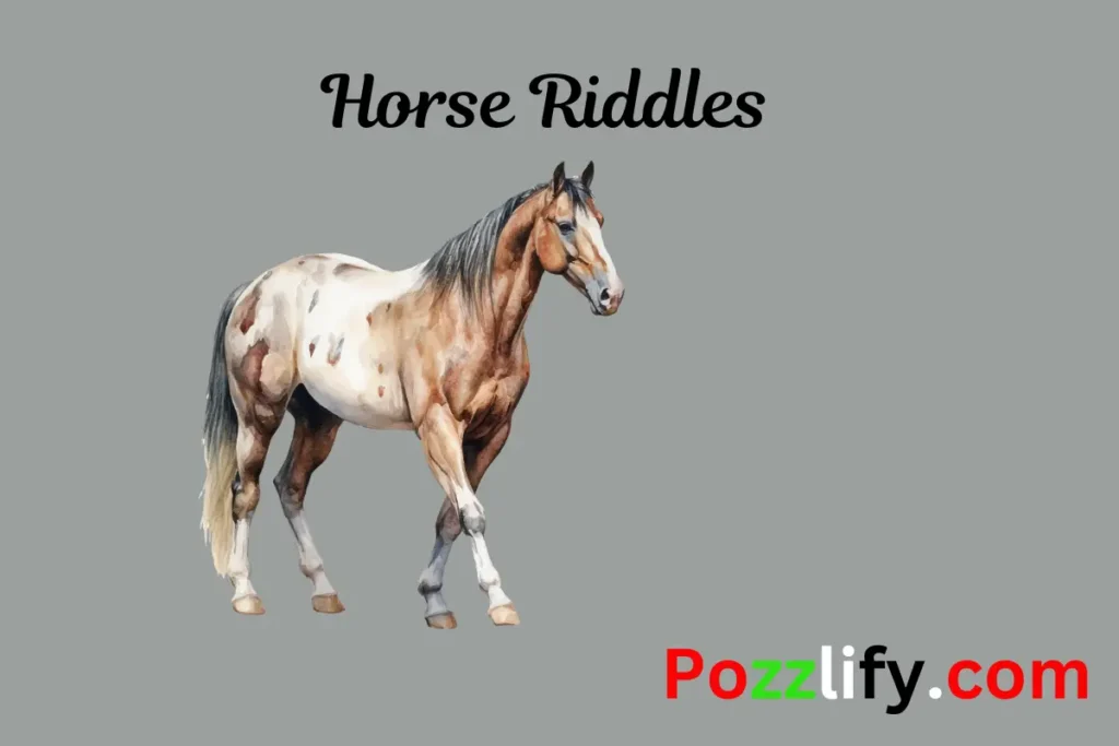 Horse Riddles