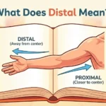 What Does Distal Mean
